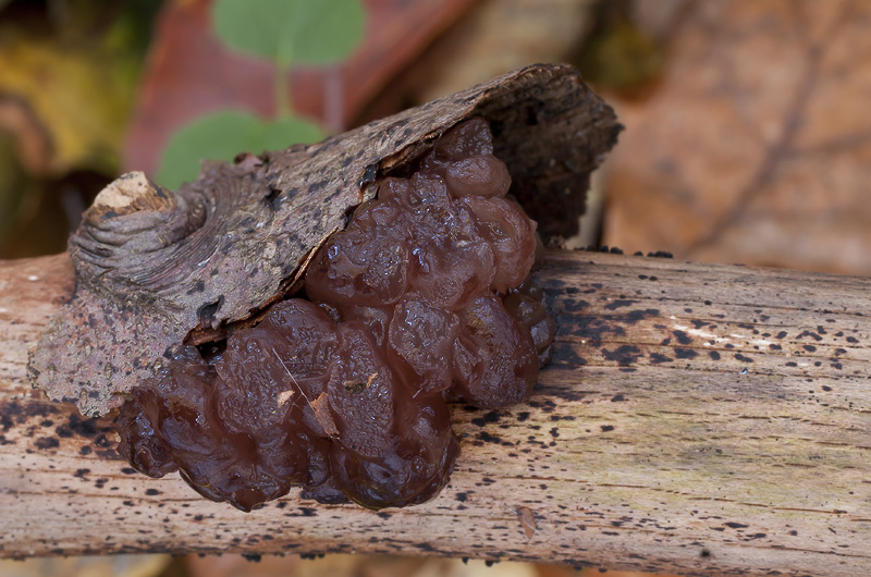 Ascotremella faginea